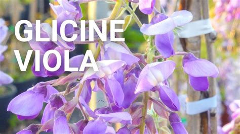 glicine viola|Glicine viola, scopri come coltivarlo!